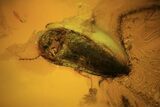 Fossil Fly (Diptera) And Beetle (Coleoptera) In Baltic Amber #120587-1